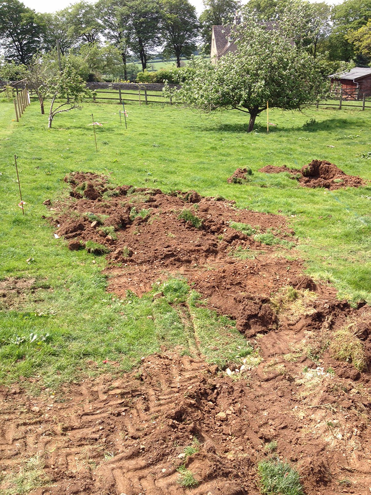 Small orchards excavated